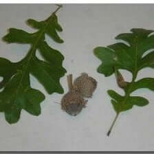 Schuettes Hybrid Oak - Morse Nursery