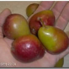 Seckel Pear Tree - Morse Nursery