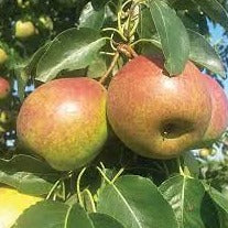 Summer Crisp Pear