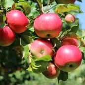 Sweet Sixteen Apple - Morse Nursery