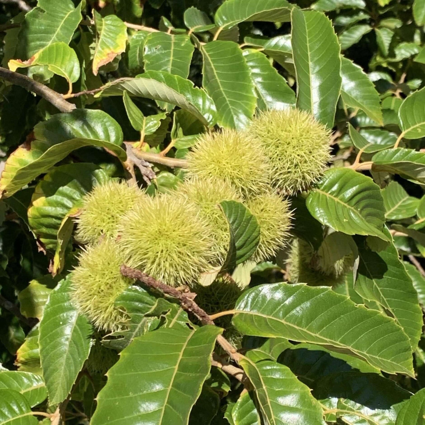 Timber Hybrid Chestnut Tree - Morse Nursery