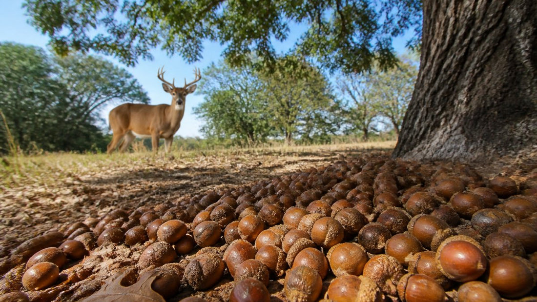 7 Oak Trees for Acorn Production That Feed Deer Fast