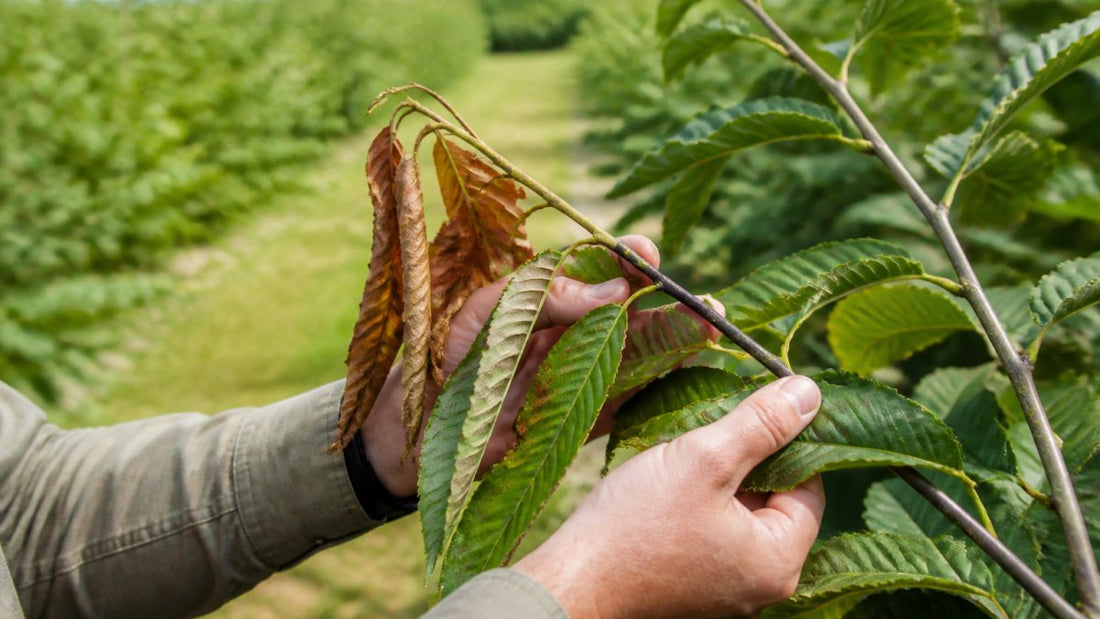 7 Reasons Chestnut Trees Resist Blight