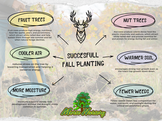 Why Fall Is a Great Time to Plant Trees for Deer