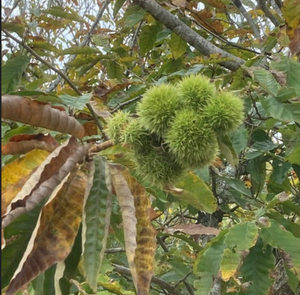 Attract More Wildlife with Chestnuts