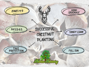 Best Locations and Soil Types for Planting Chestnut Trees – Morse Nursery