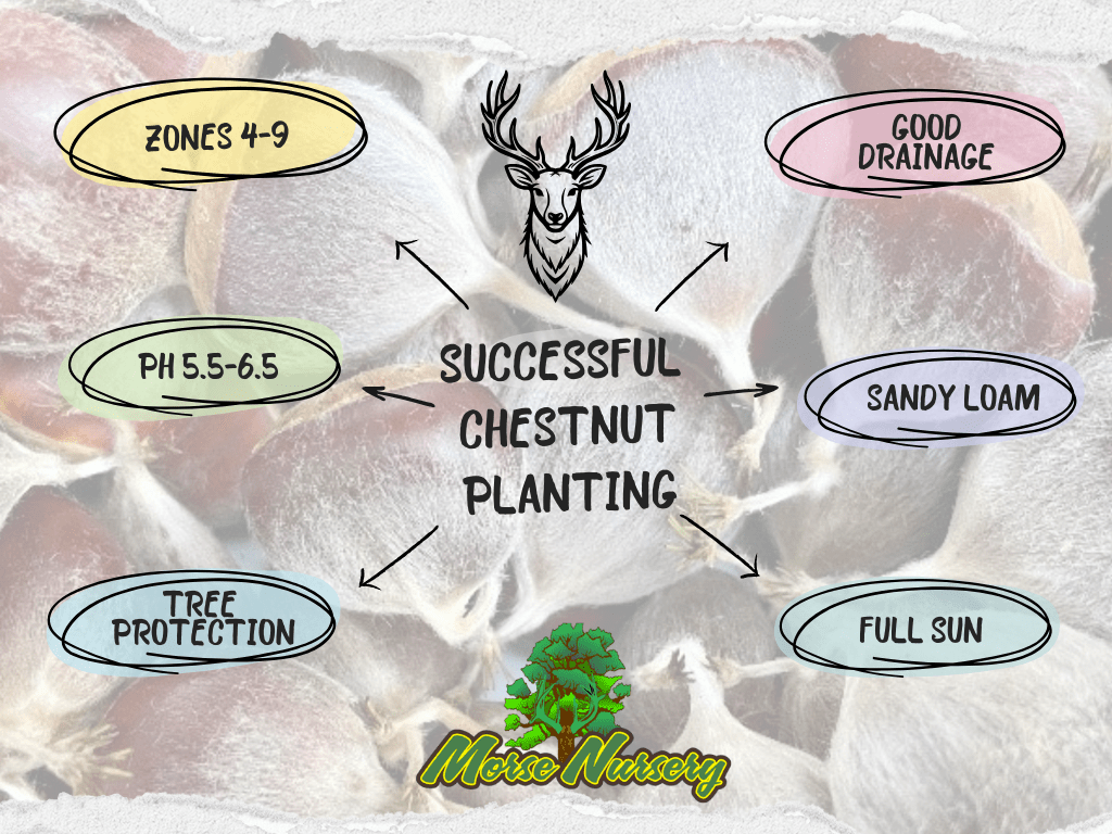 Best Locations and Soil Types for Planting Chestnut Trees - Morse Nursery