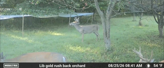 Best Trees for Deer Food Plots: 5 Proven Options to Build Your Plot Around