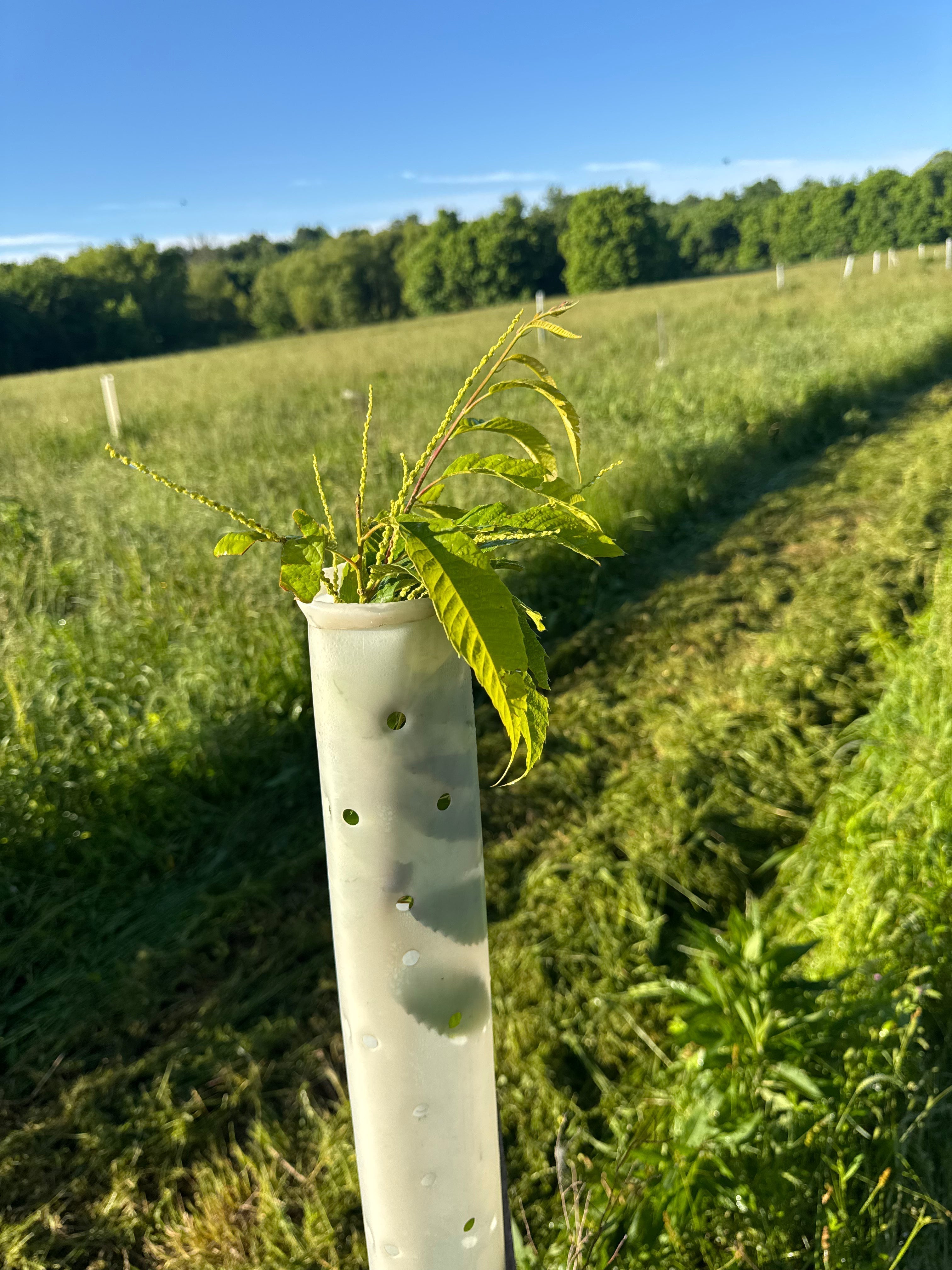How Many Chestnut Trees Does It Take to Feed One Buck? - Morse Nursery
