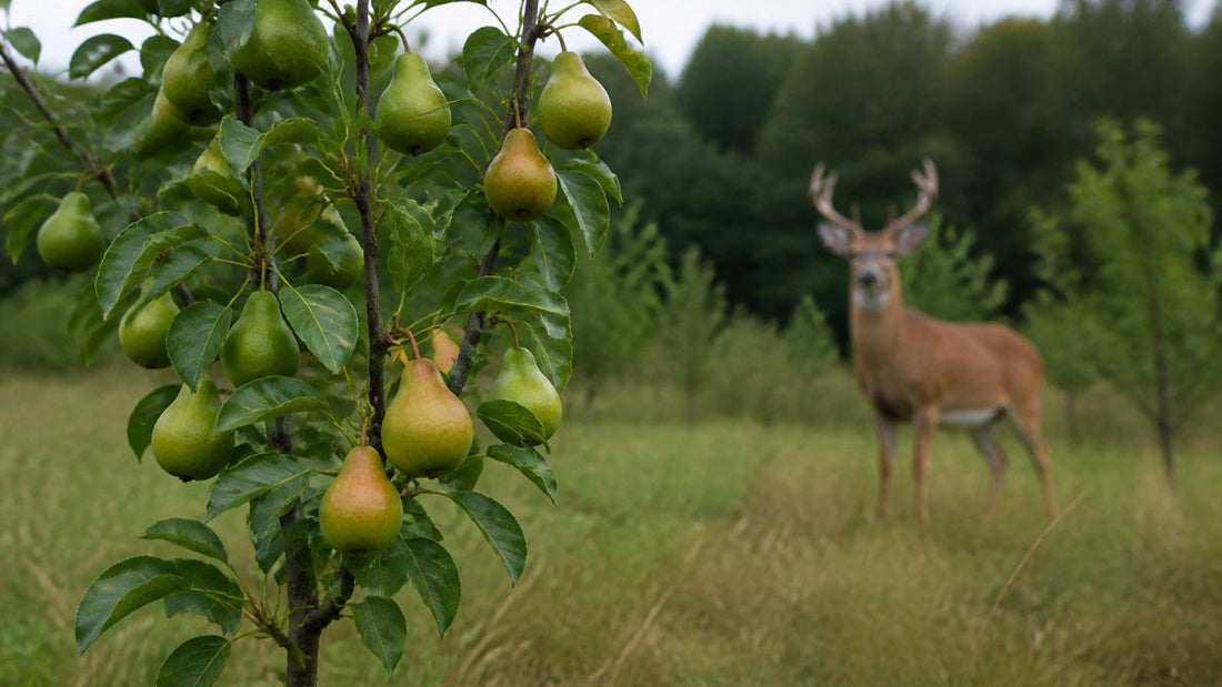 How to Choose Self-Fertile Pear Trees for Deer Plots