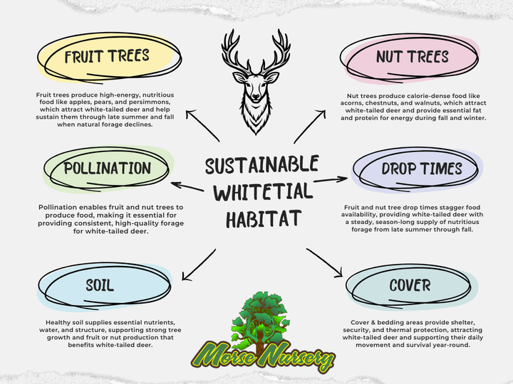 How to Choose the Best Trees for Deer Habitat and Food Plots – Morse ...