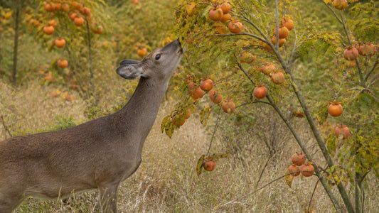 Persimmon Tree Varieties Review: Best for Deer