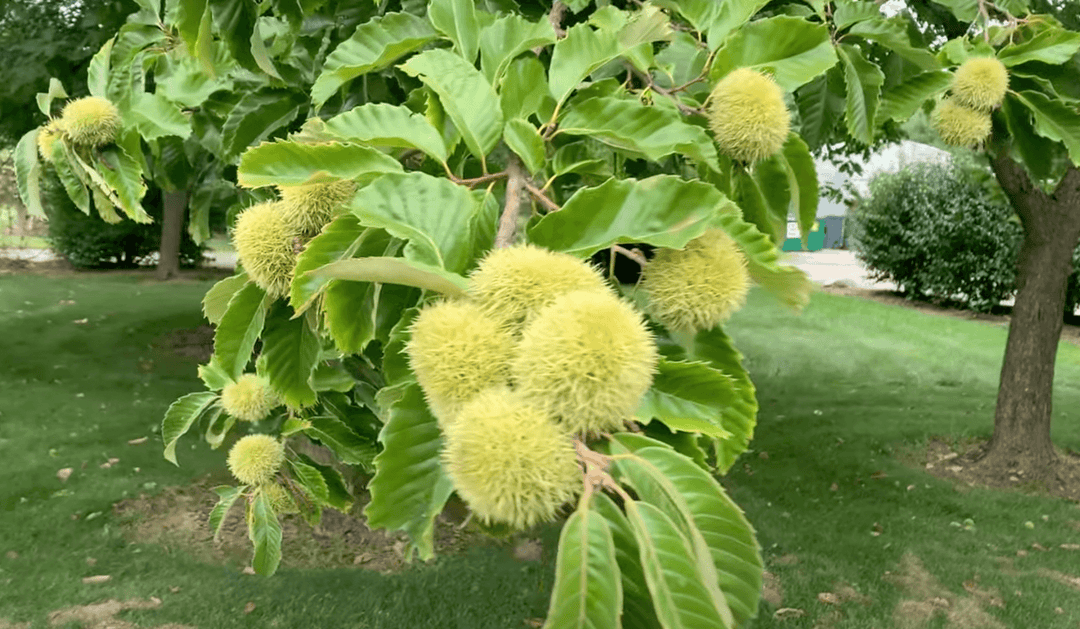 The Benefits of Planting Trees and Shrubs in the Fall – Morse Nursery
