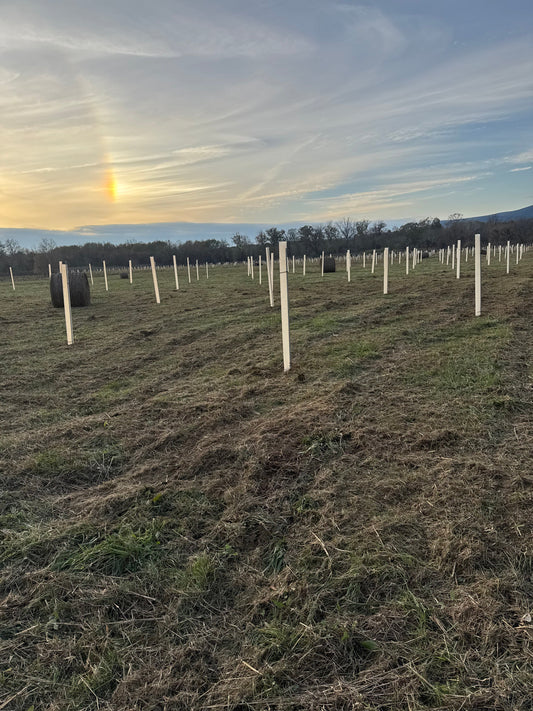 The Hog Haven Torture Test: Floods, Hogs, and "Leftover" Trees