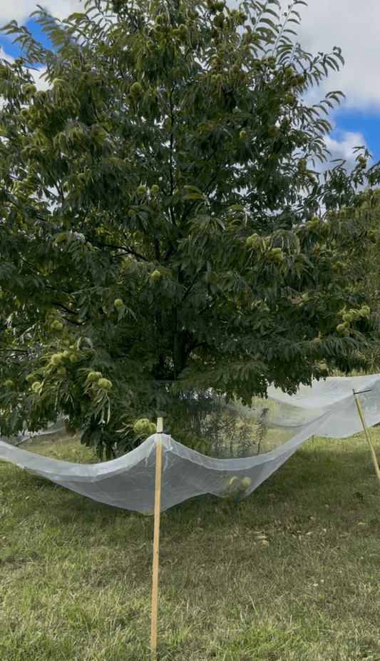 The Mother Tree Advantage: Why Our Seedlings Aren't a Gamble