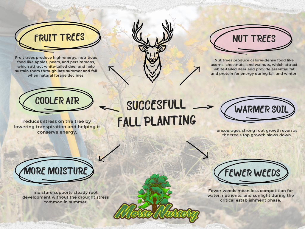 Why Fall Is a Great Time to Plant Trees for Deer - Morse Nursery