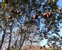 Arkansas Black Apple