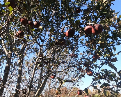 Arkansas Black Apple