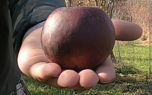 Arkansas Black Apple