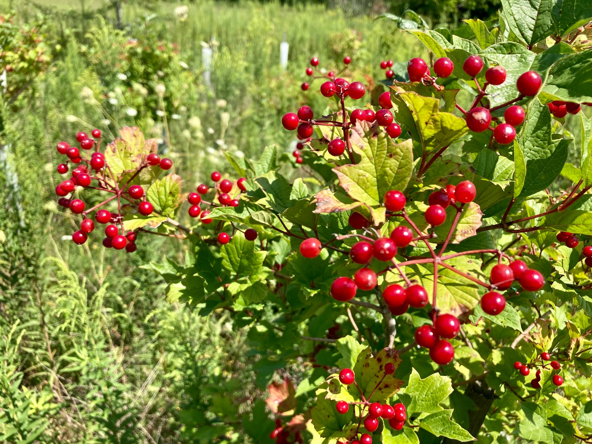 This is the fruit of a American Highbush Cranberry shrub. This Highbush Cranberry is in it's 3rd year of life. This photo was taken in late August.
