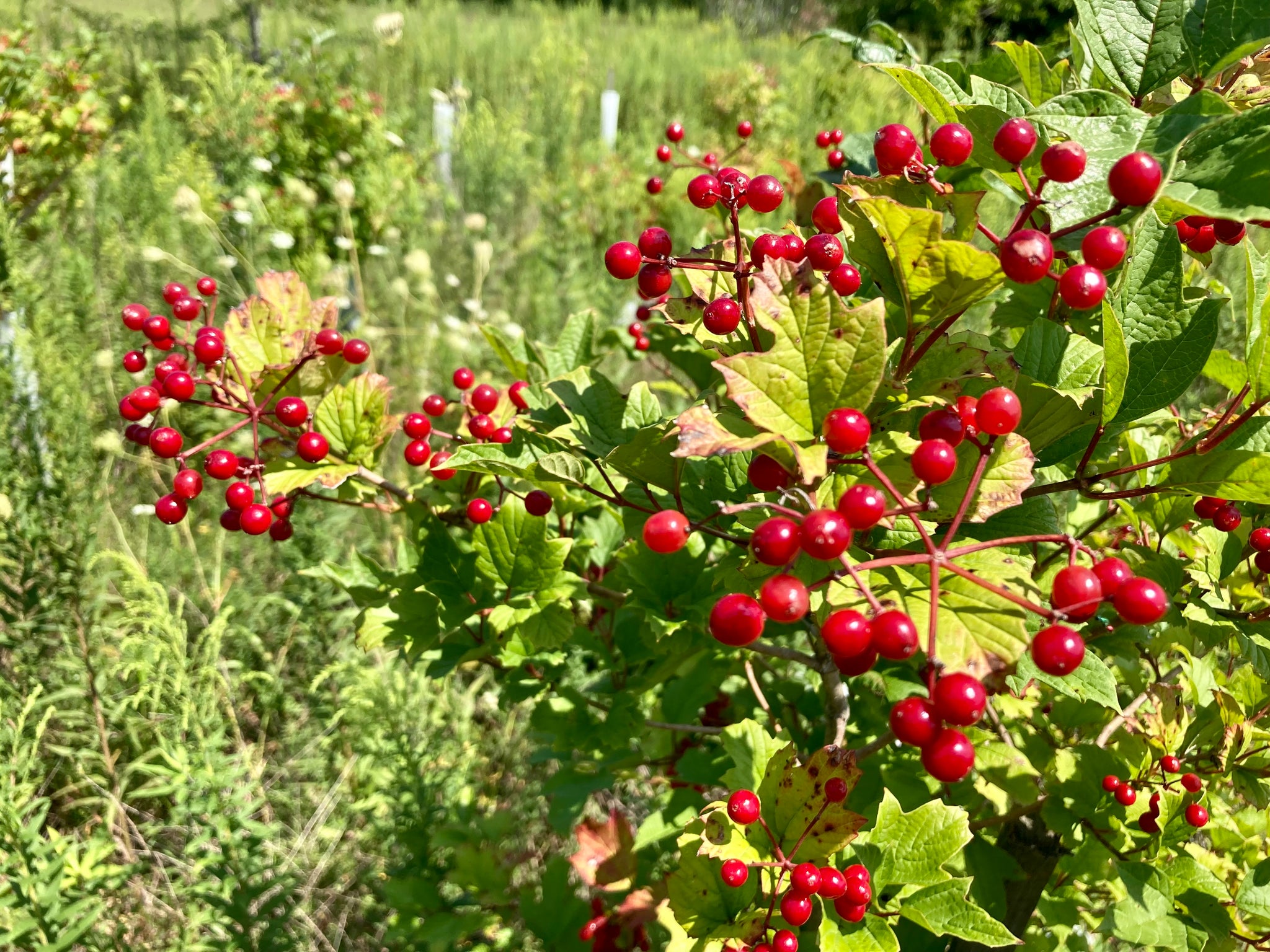 Highbush Cranberry – Morse Nursery