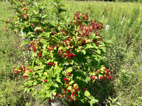 3 year old American Highbush Cranberry Shrub. You can see the vibrant red berries among the green foliage. There is a 30" tree protector keeping the shrub protected from rodents and wildlife. 