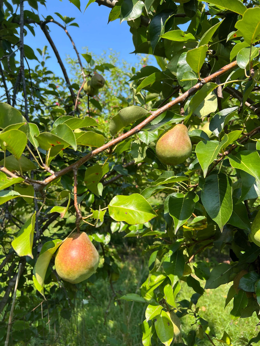 Kiefer Pear Tree for human, Whitetail, and wildlife consumption