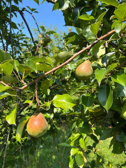 Kiefer Pear Tree for human, Whitetail, and wildlife consumption