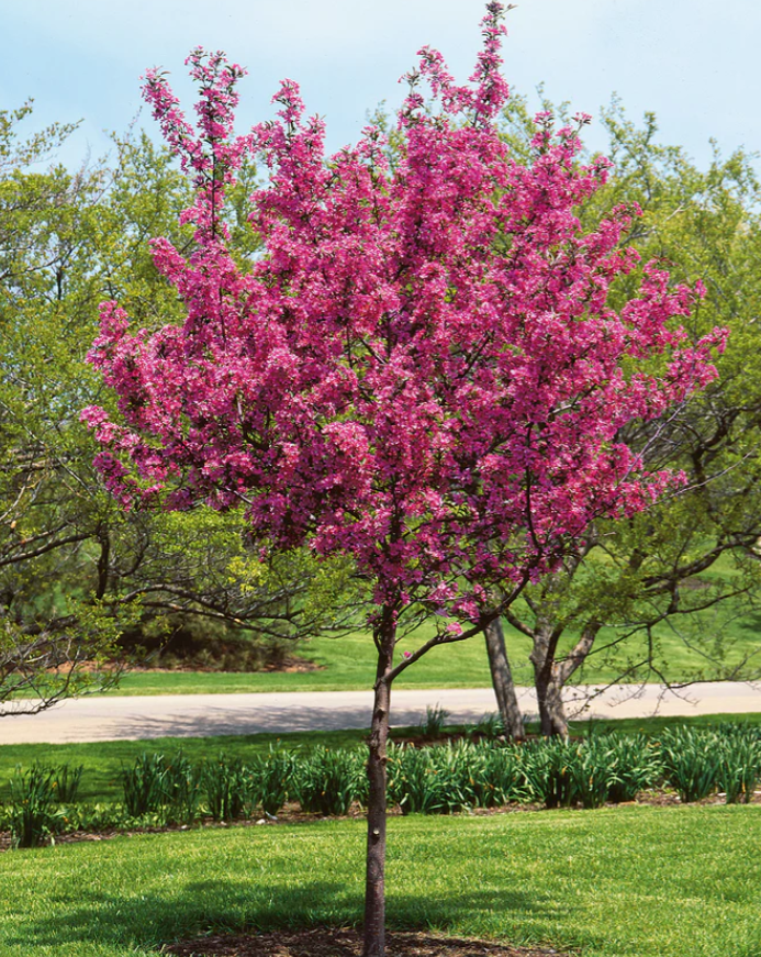 Prairie Fire Crabapple