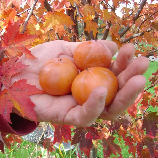 Persimmon fruit in hand after being harvested. Great for wildlife food