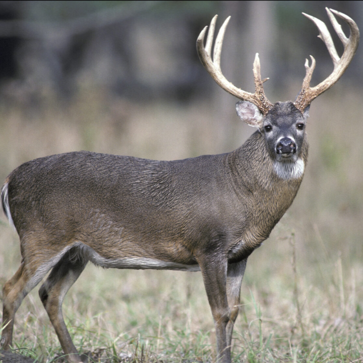 Deer with large antlers standing in a grassy field