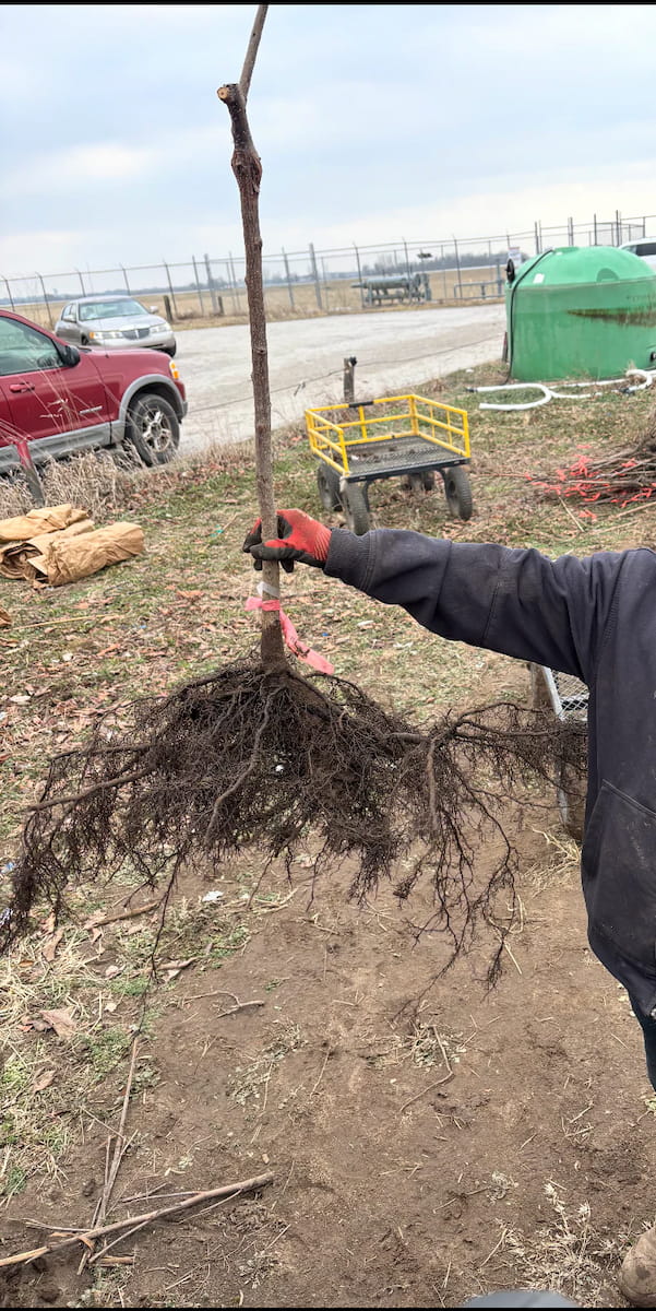 Morse nursery root systems grow wide and deep. 