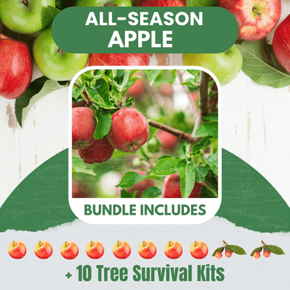 All Season Apple Bundle |18" - 36"| 10 Trees + Kits - Morse Nursery