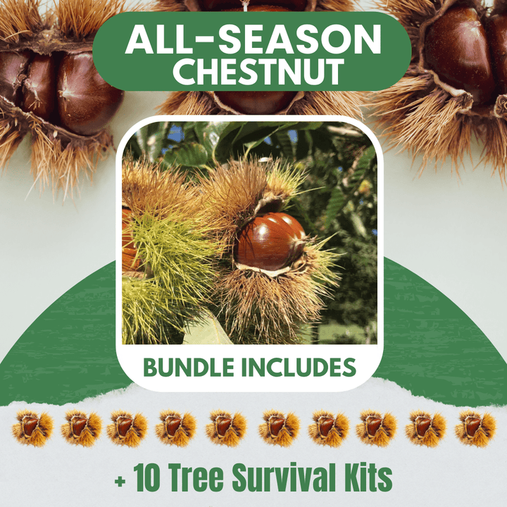 All Season Chestnut Bundle |18" - 36"| 10 Trees + Kits - Morse Nursery