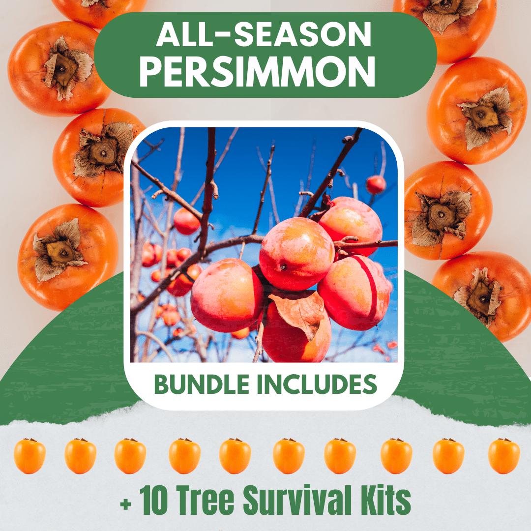All Season Persimmon Bundle |18" - 36"| 10 Trees + Kits! - Morse Nursery