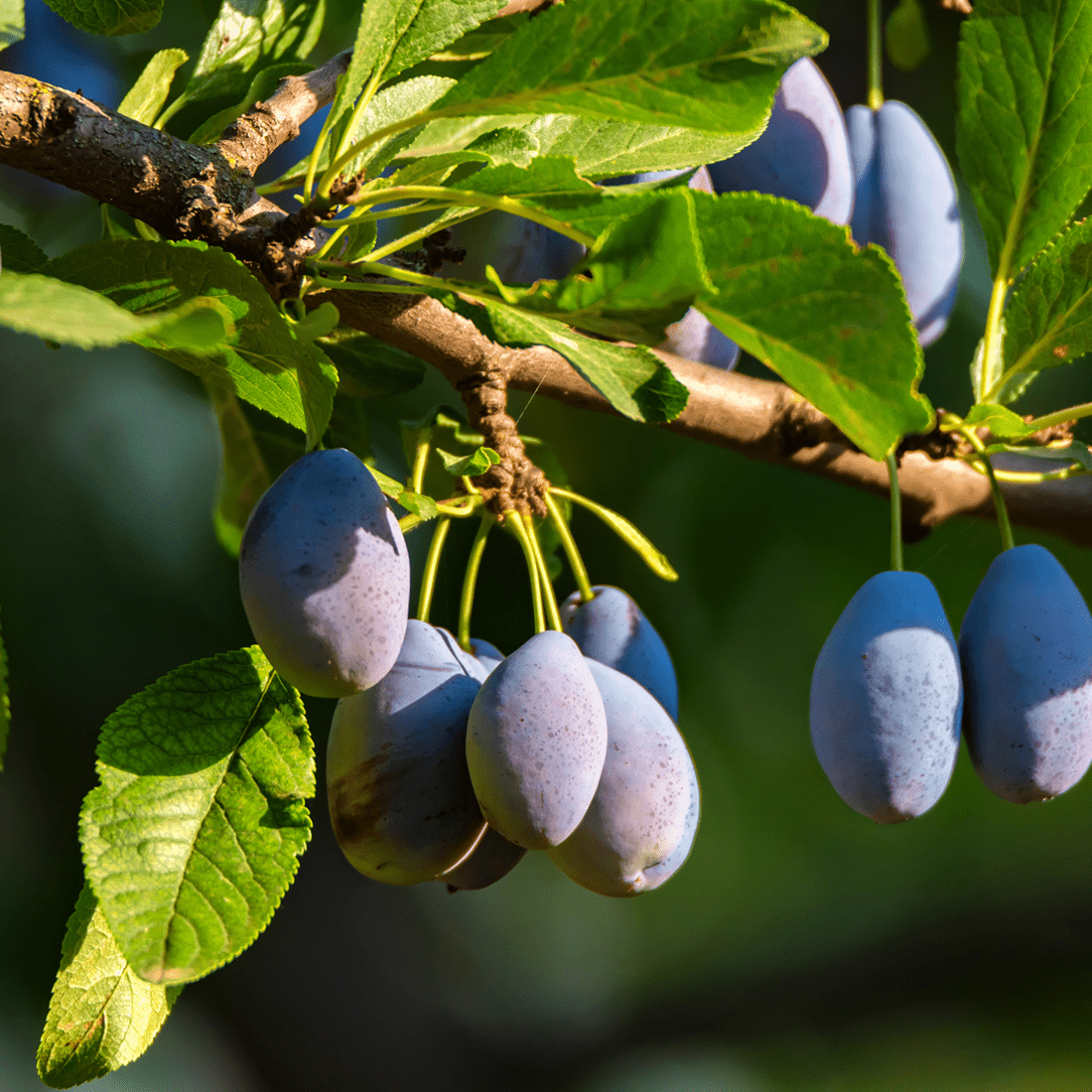 American Plum - Morse Nursery