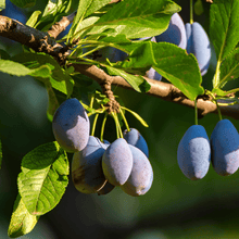 American Plum - Morse Nursery