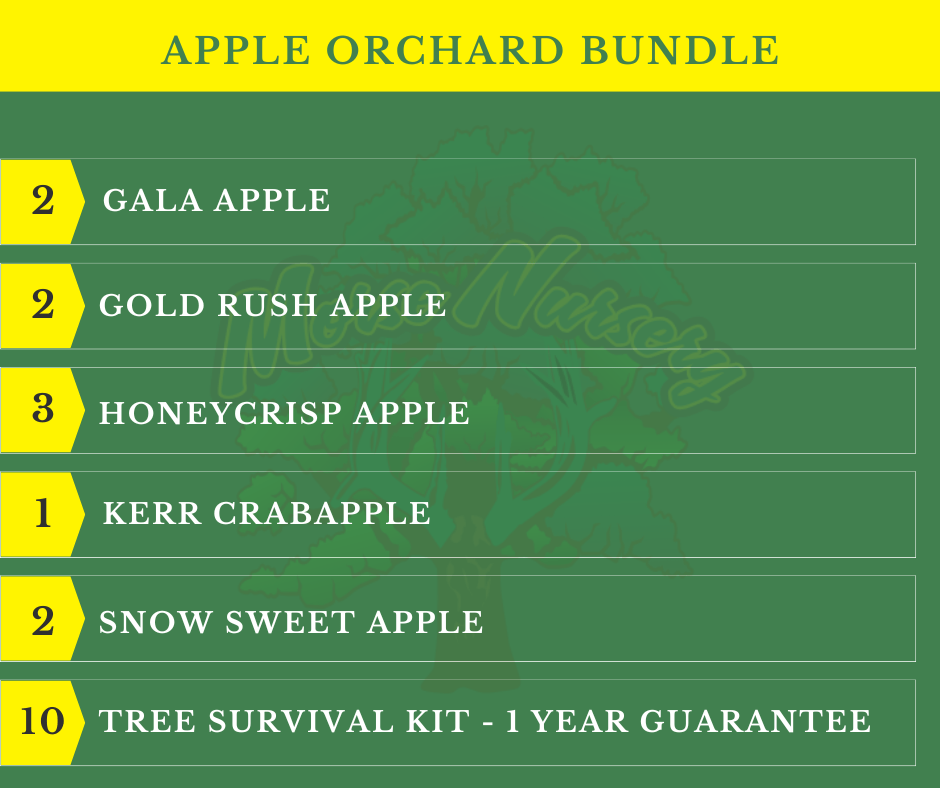Apple Orchard Bundle |18" - 36"| 10 Trees + Kits - Morse Nursery