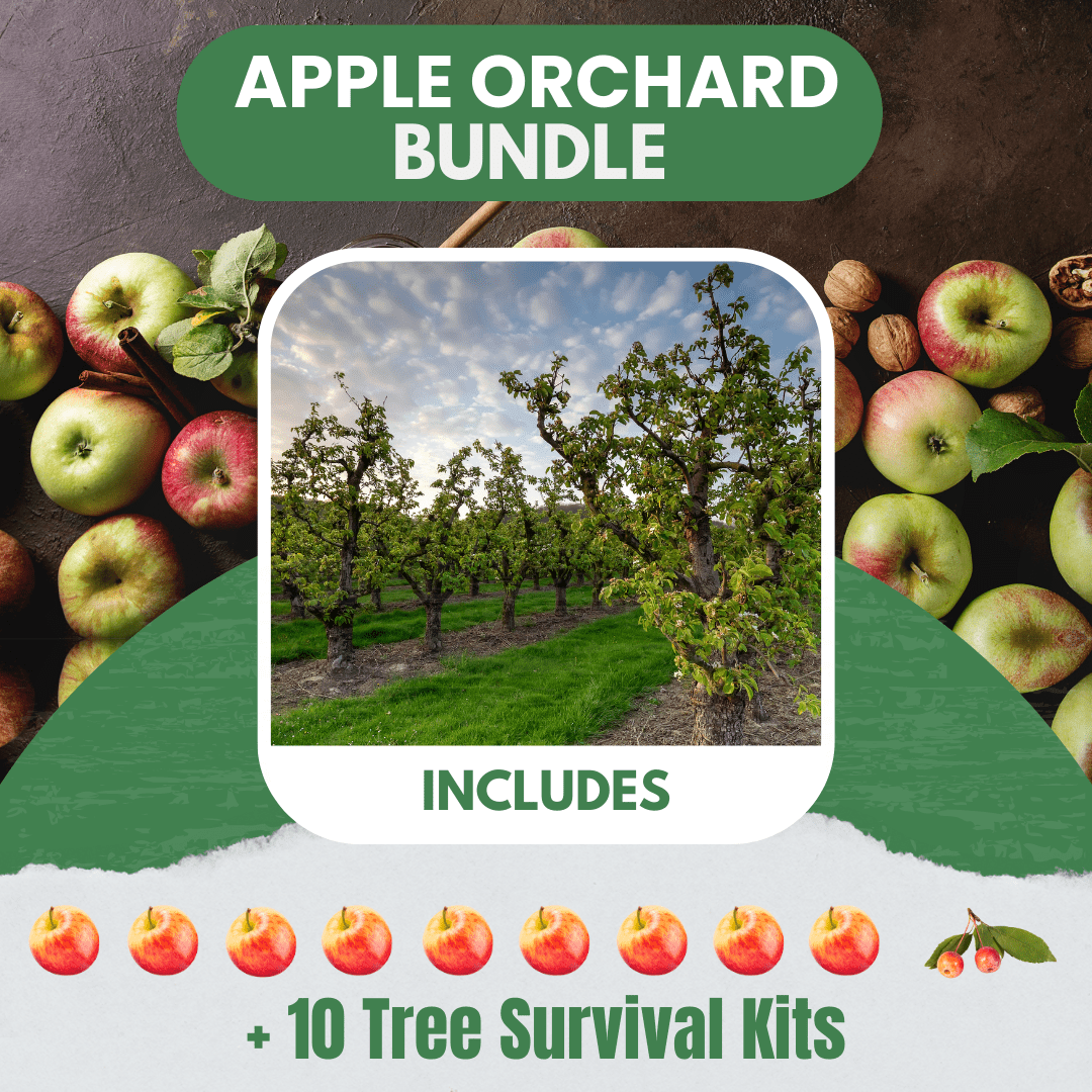 Apple Orchard Bundle |18" - 36"| 10 Trees + Kits - Morse Nursery