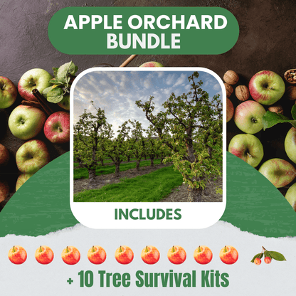 Apple Orchard Bundle |18" - 36"| 10 Trees + Kits - Morse Nursery