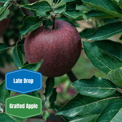 Arkansas Black Apple - Morse Nursery