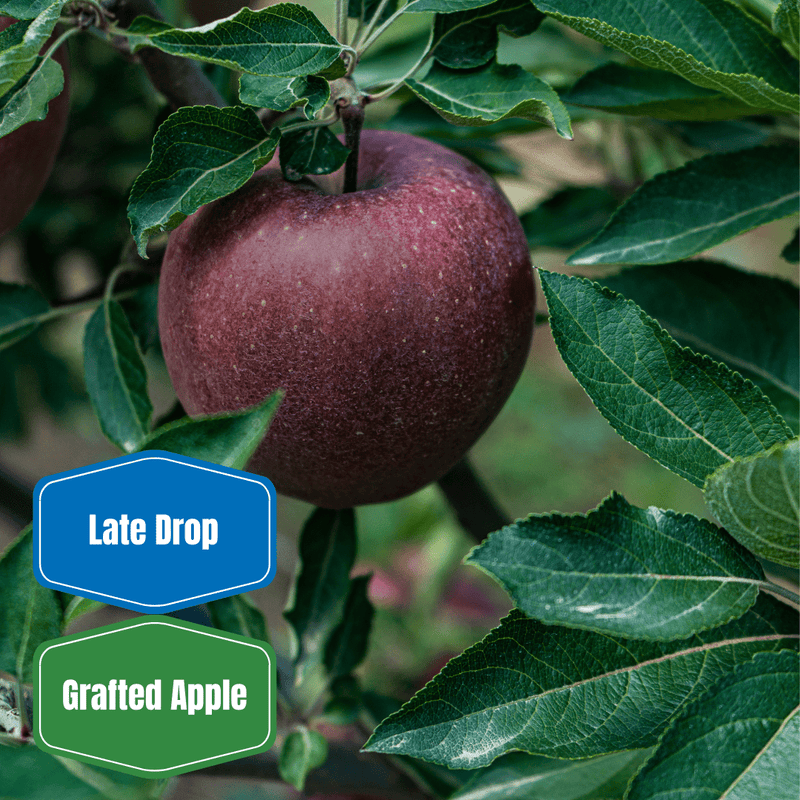 Arkansas Black Apple - Morse Nursery