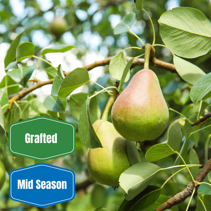 Baldwin Pear Tree - Morse Nursery