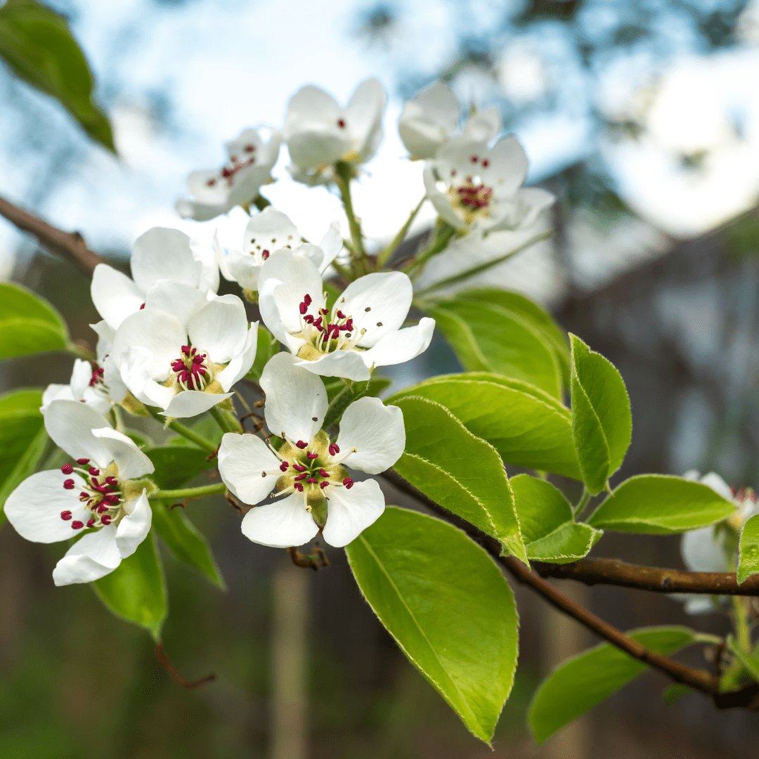 Baldwin Pear Tree - Morse Nursery