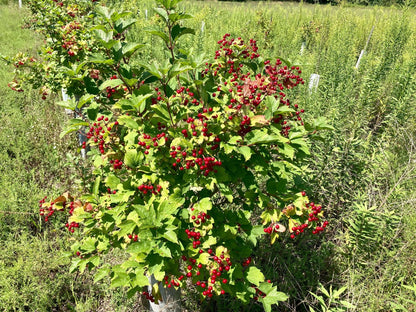 Bedding / Thicket Bundle | 10 Shrubs + Kits - Morse Nursery