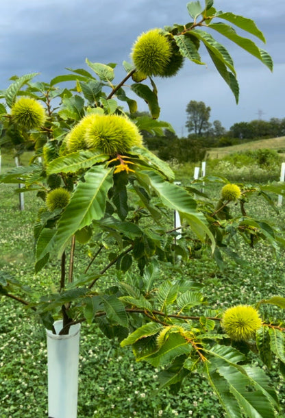 Big Buck Bundle |18" - 36"| 10 Trees + Kits! (Shipping Spring 2026) - Morse Nursery