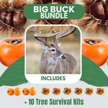 Big Buck Bundle |18" - 36"| 10 Trees + Kits! (Shipping Spring 2026) - Morse Nursery