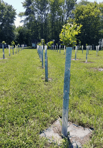Big Rack Bundle |18" - 36"| 10 Trees + Kits! - Morse Nursery