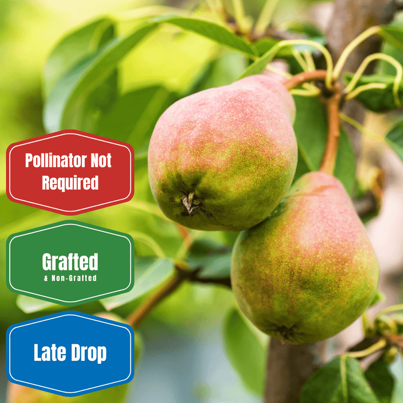 Kieffer Pear Tree - Food Source For Wildlife - Food Plots – Morse Nursery