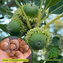 Bodacious Bur Hybrid Oak - Morse Nursery